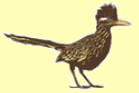 Roadrunner