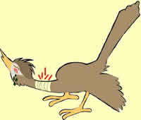 Sick Roadrunner